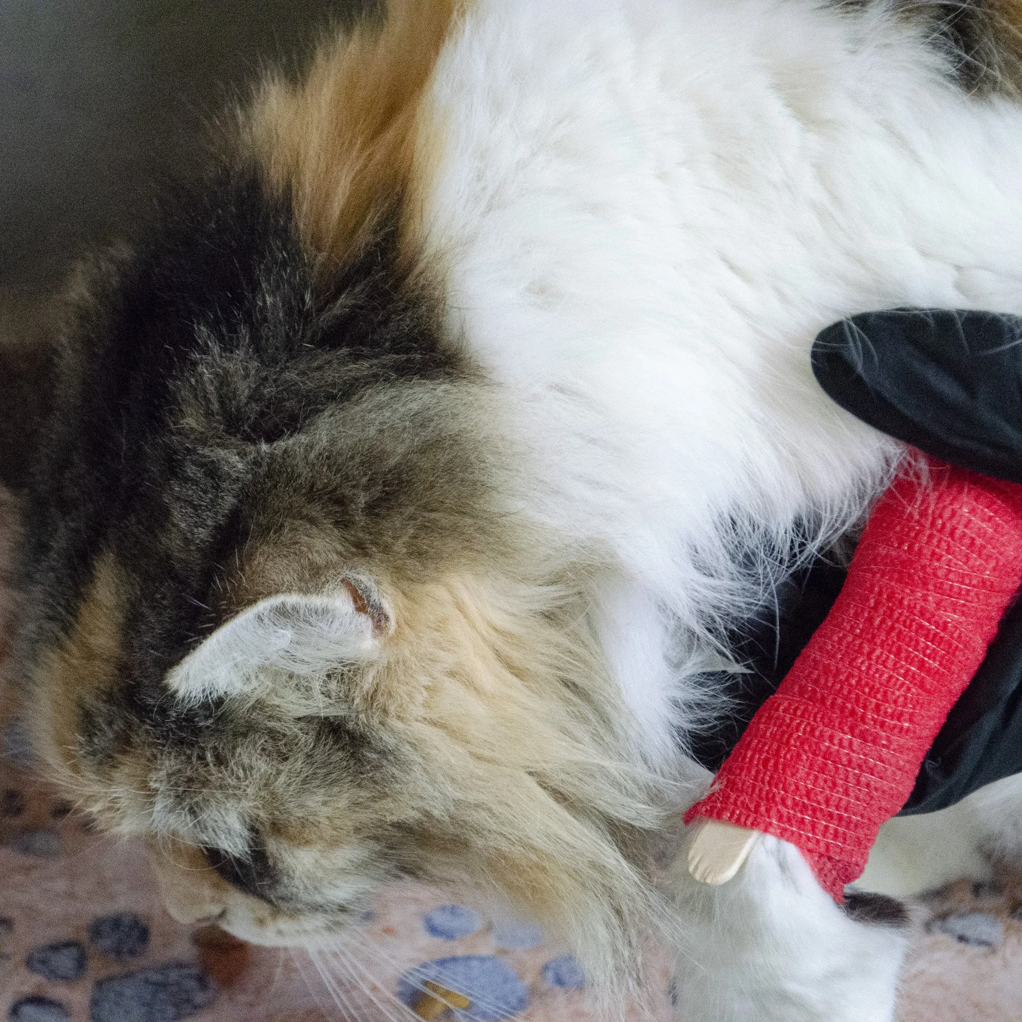 Basic Cat Emergency Kit
