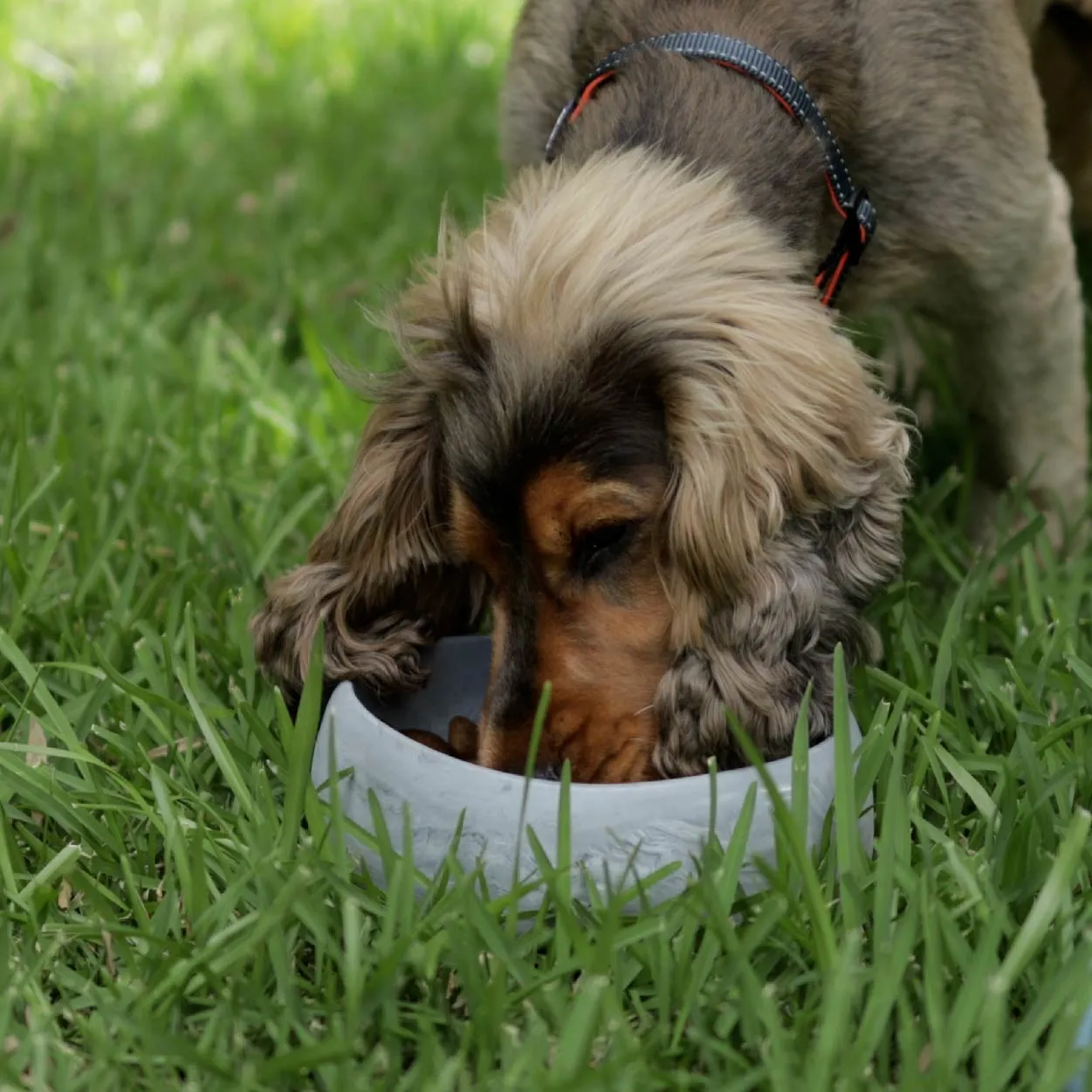 Better Bowl For Dogs - Ash Grey
