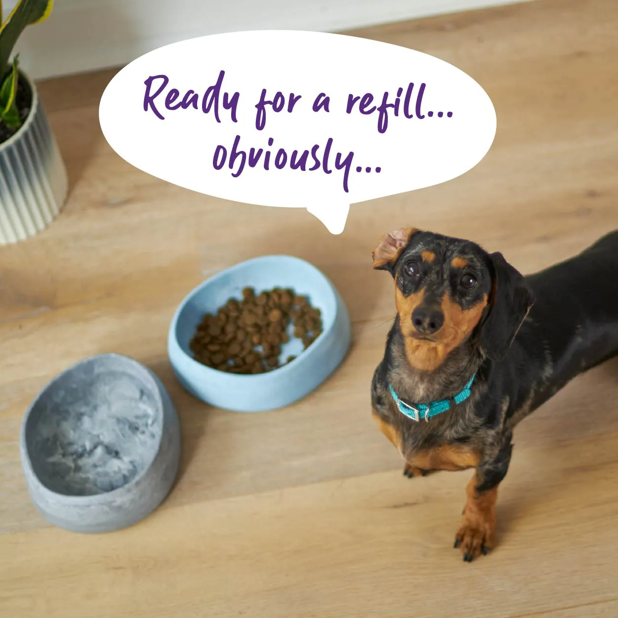 Better Bowl For Dogs - Ash Grey