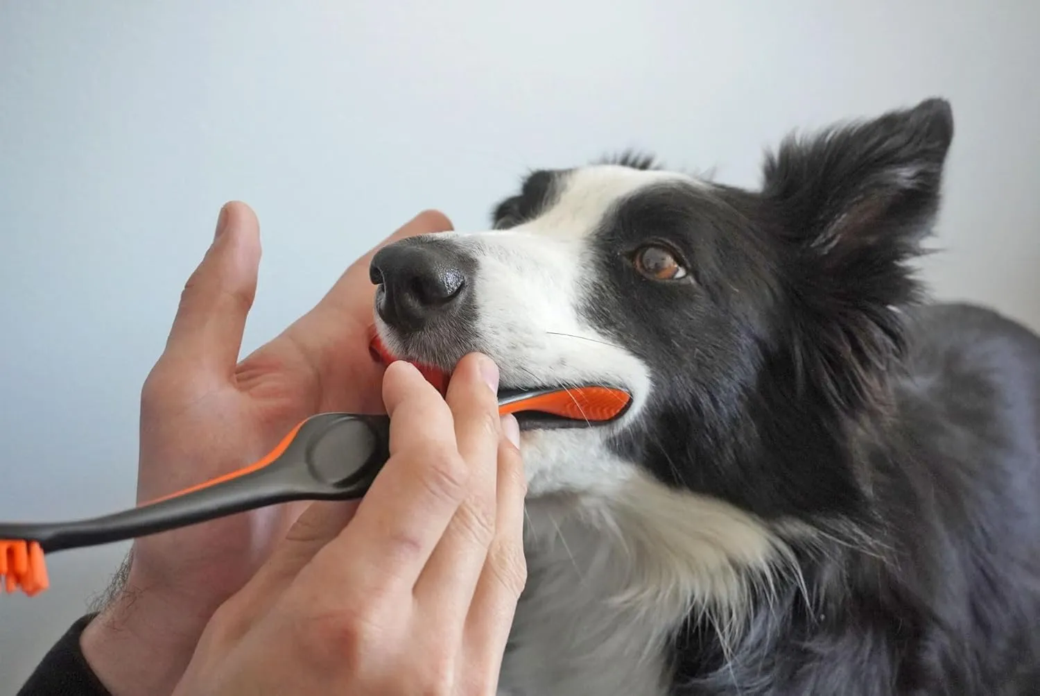 Doggy Breath to Doggy Fresh Dog Dental Care Kit Includes Enzymatic Toothpaste, Dual Brush Head Toothbrush with Angled Bristles and Blue Bite Block to Gently Keep Pets Jaw Open (Blue, Medium)
