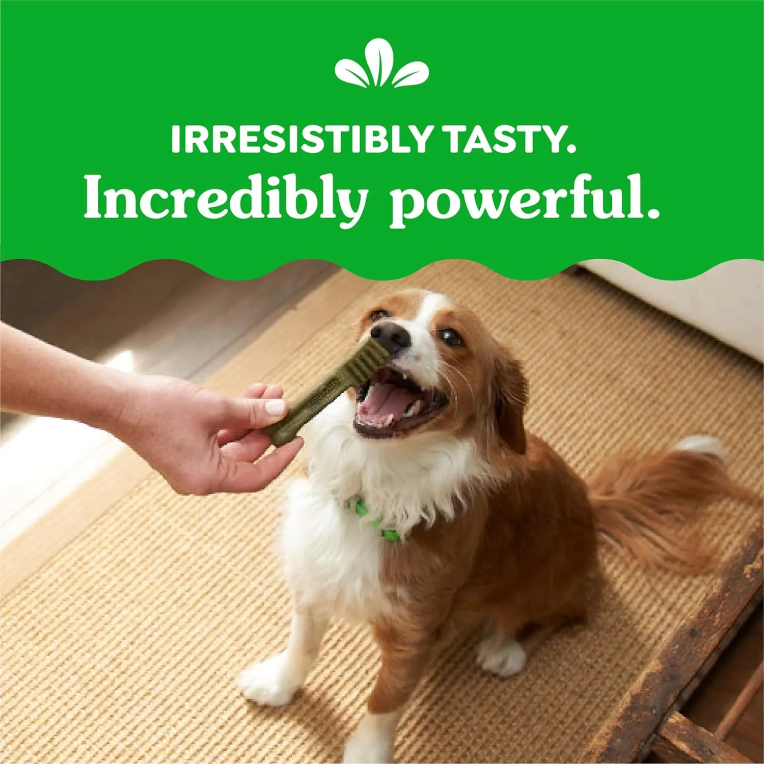 Greenies Original Petite Natural Dental Care Dog Treats, 36 oz. Pack (60 Treats)