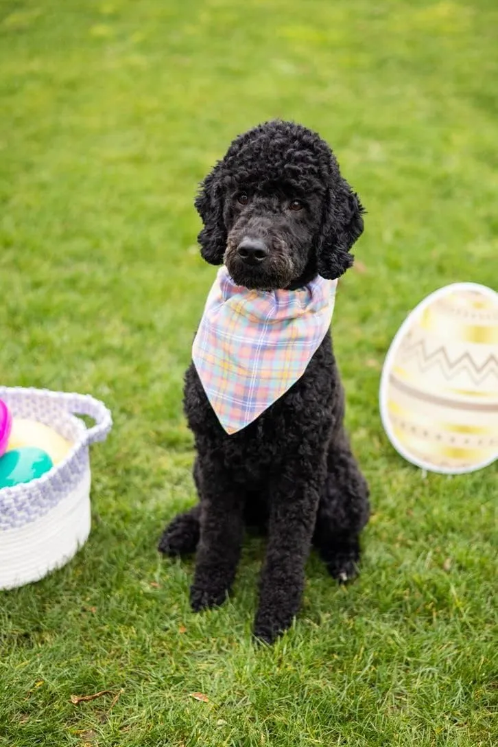 Pearhead Pet Pastel Plaid Bandana, Easter Pet Bandana, Spring Pet Gifts,Slide-On Dog Bandana, Pet Apparel, Pet Accessory, Pet Owner Gift Ideas, Medium/Large, M/L