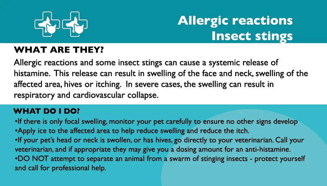 Pet First Aid