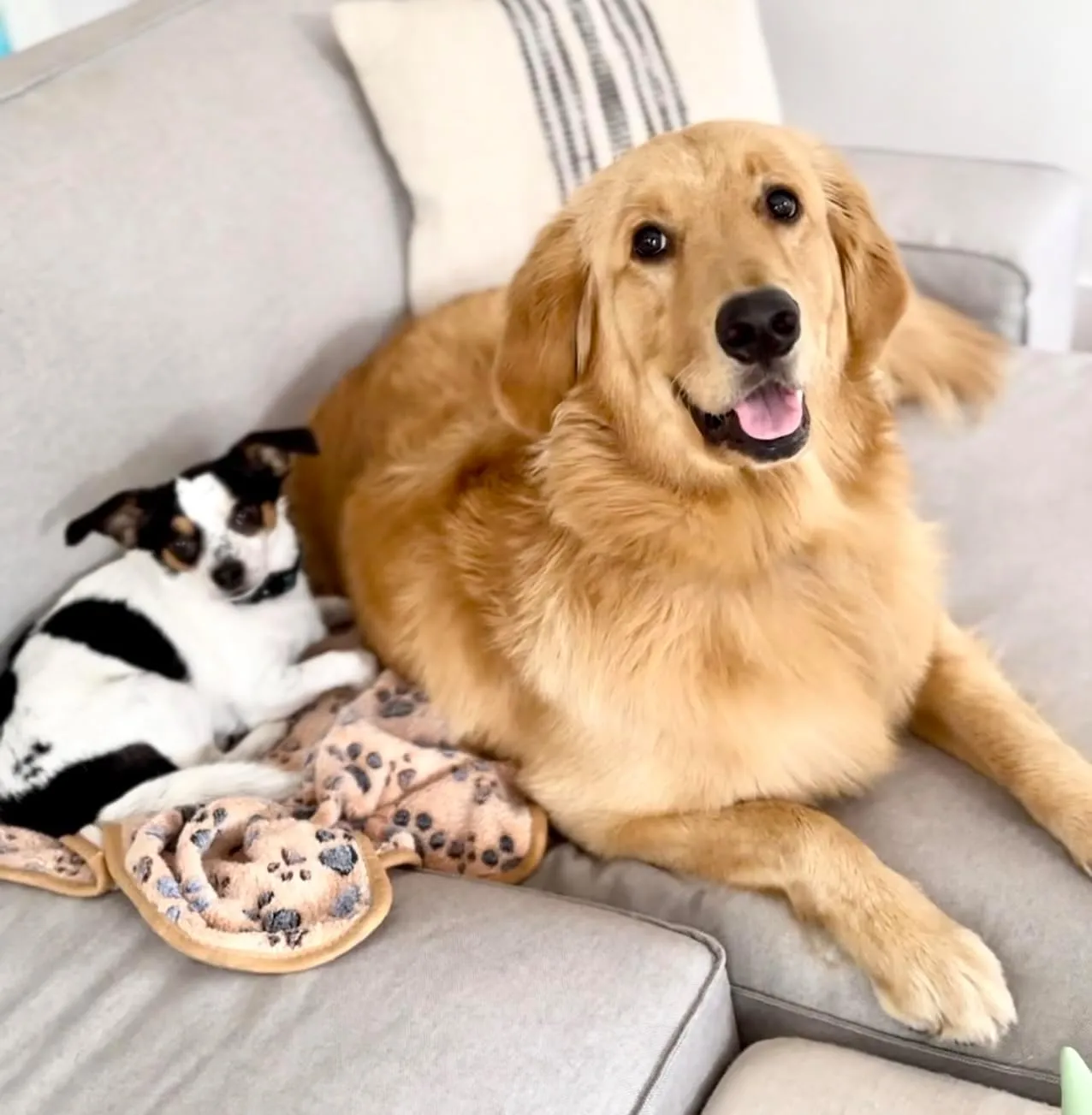 Premium Fleece Pet Blanket/Throw for Dog Cat Puppy Kitten Small Animal (White/Pink/Brown, Medium)